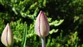 Undeveloped pink tulip